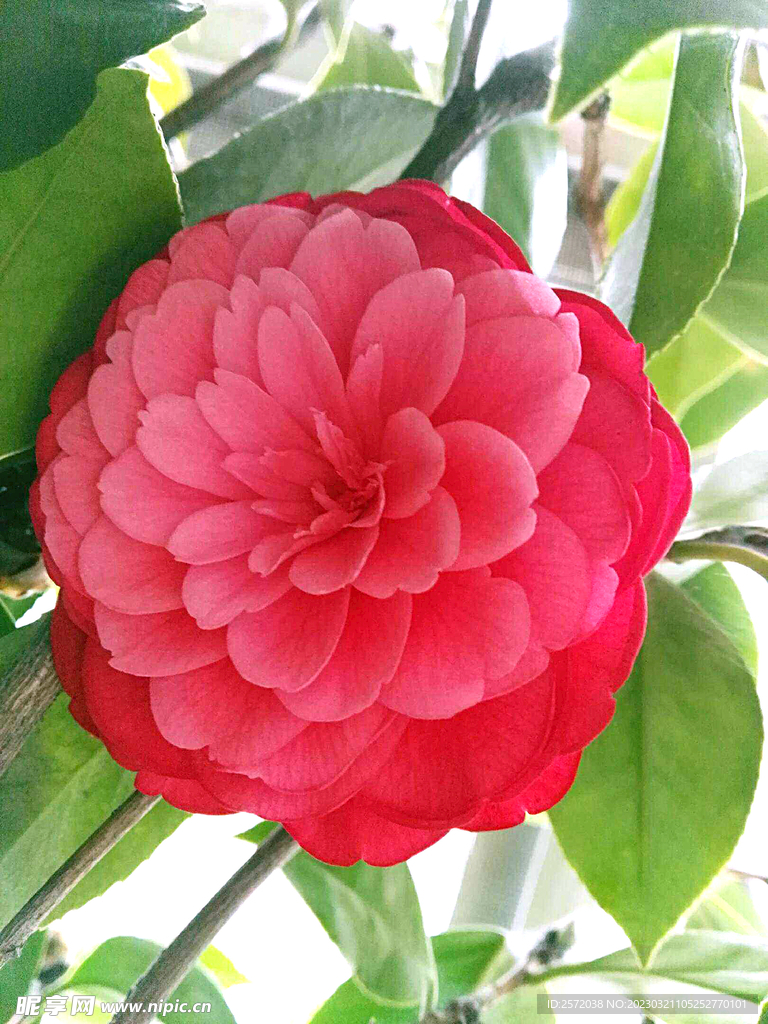 山茶花开