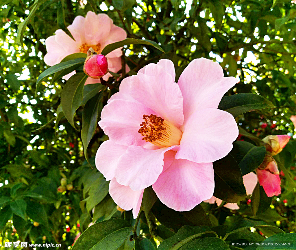 山茶花开