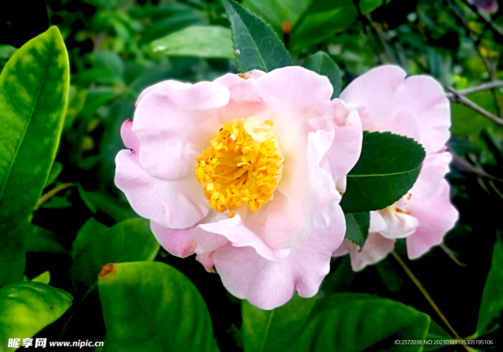 山茶花开