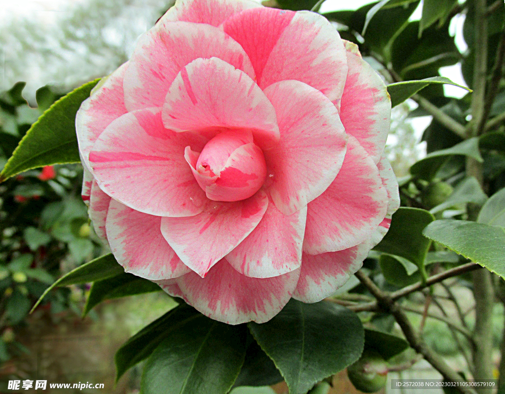 山茶花开