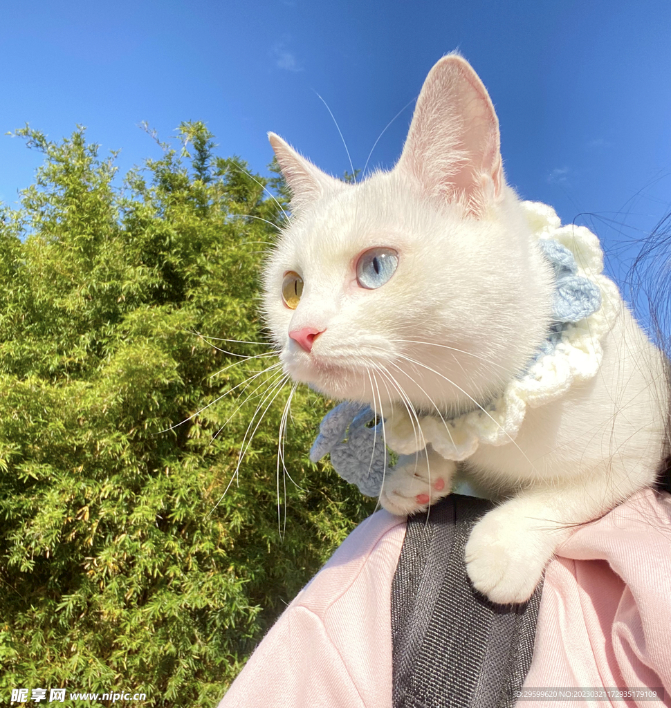 猫咪