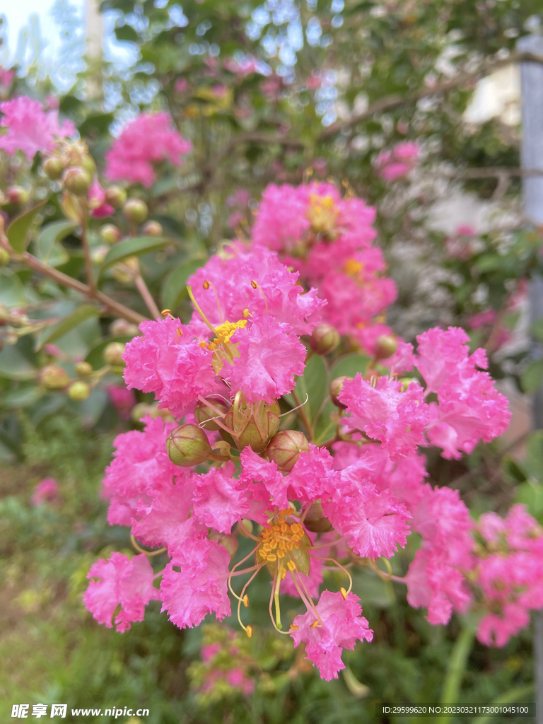 紫薇花