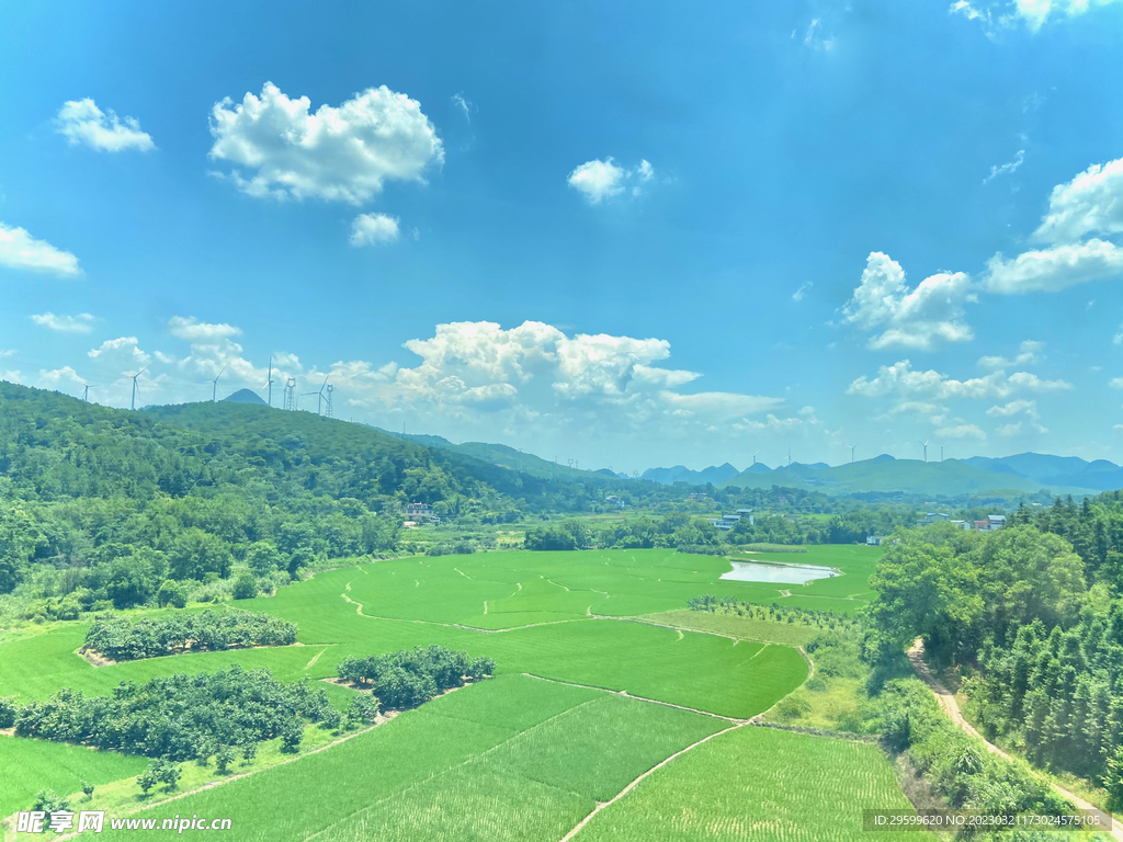 稻田天空