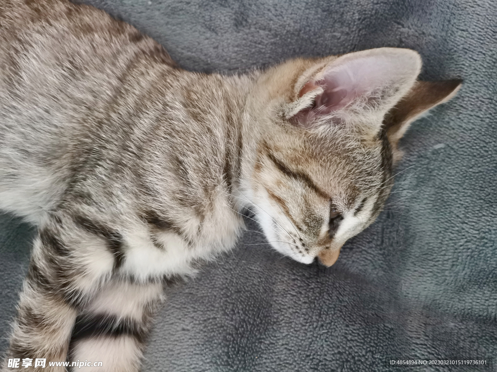 2月大的猫