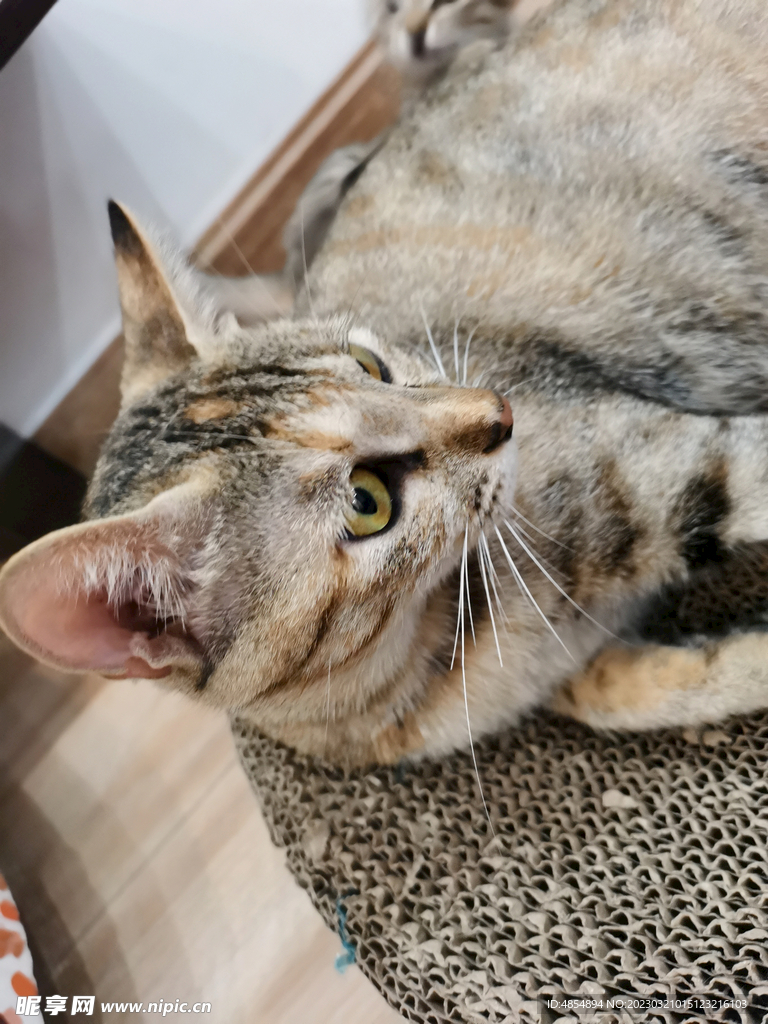 2月大的猫