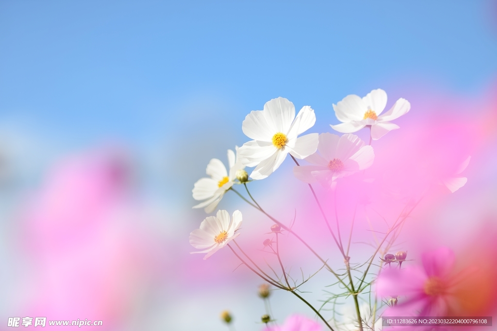 鲜花壁纸