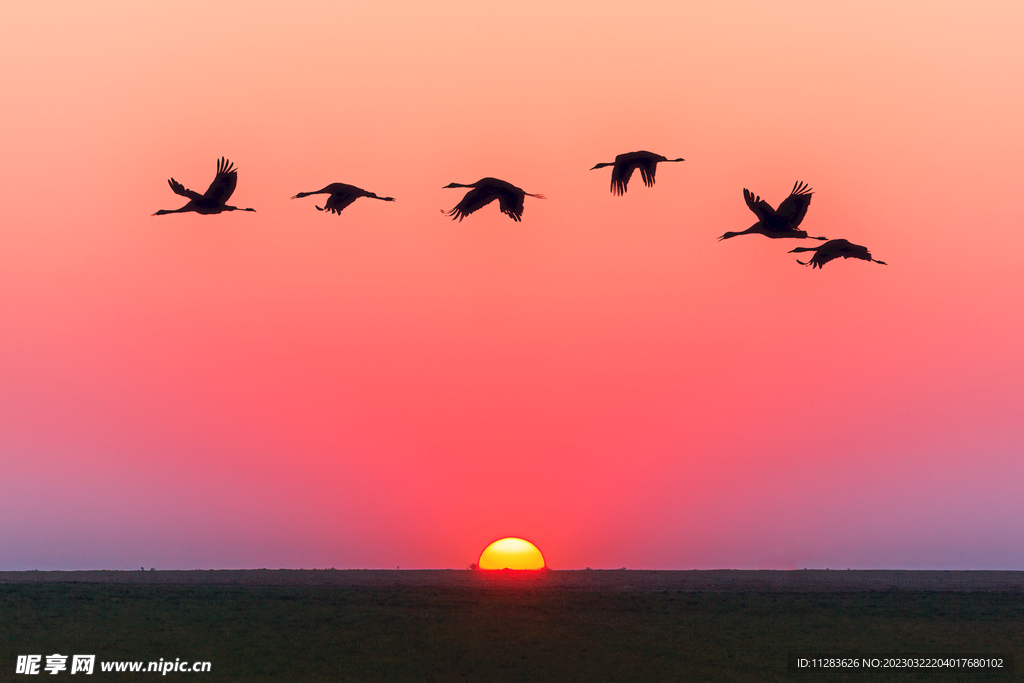 夕阳飞鸟