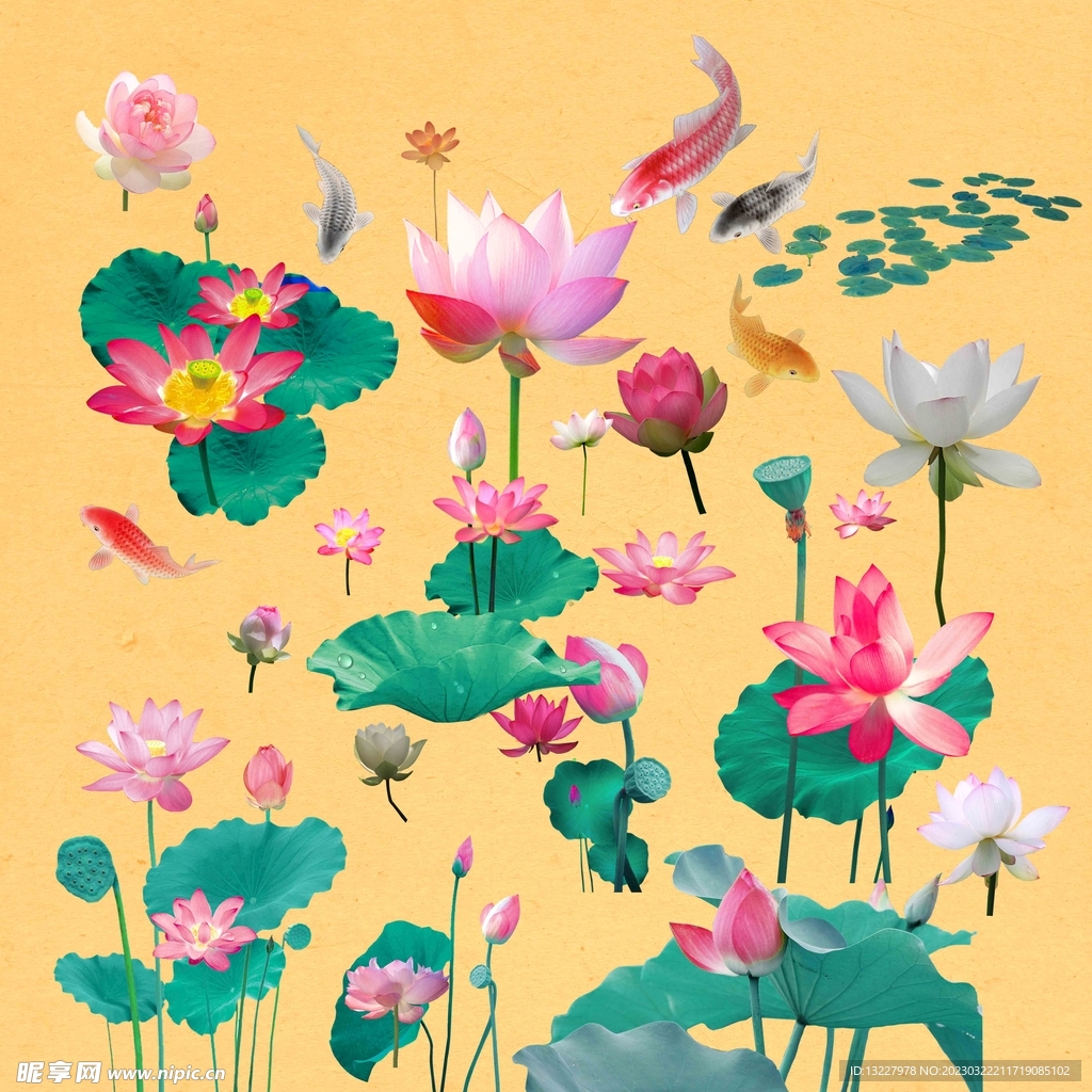 荷花