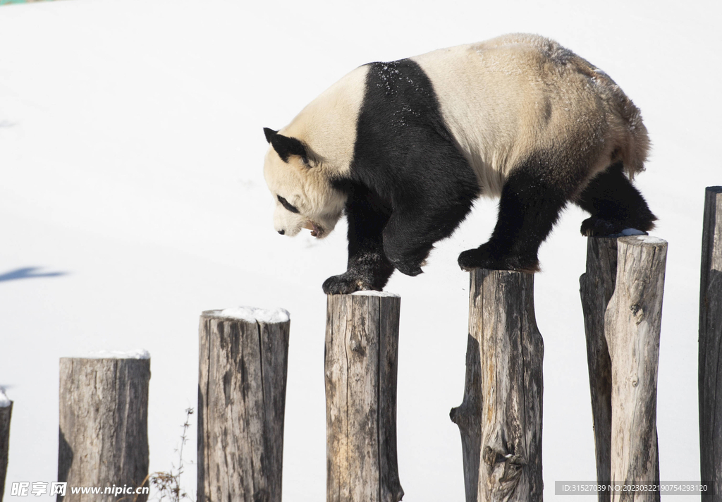 走独木桩的熊猫