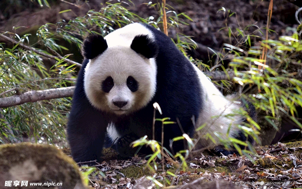 熊猫高清摄影