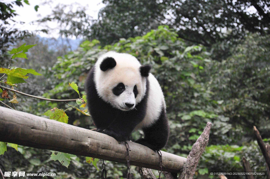 熊猫图片