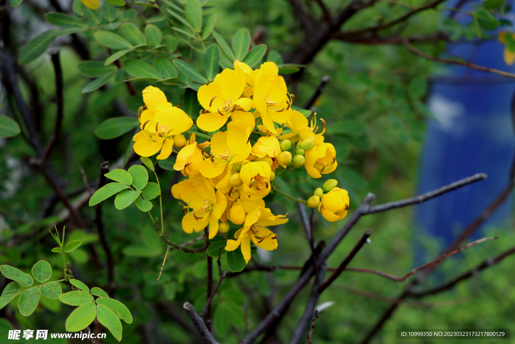 黄槐决明花