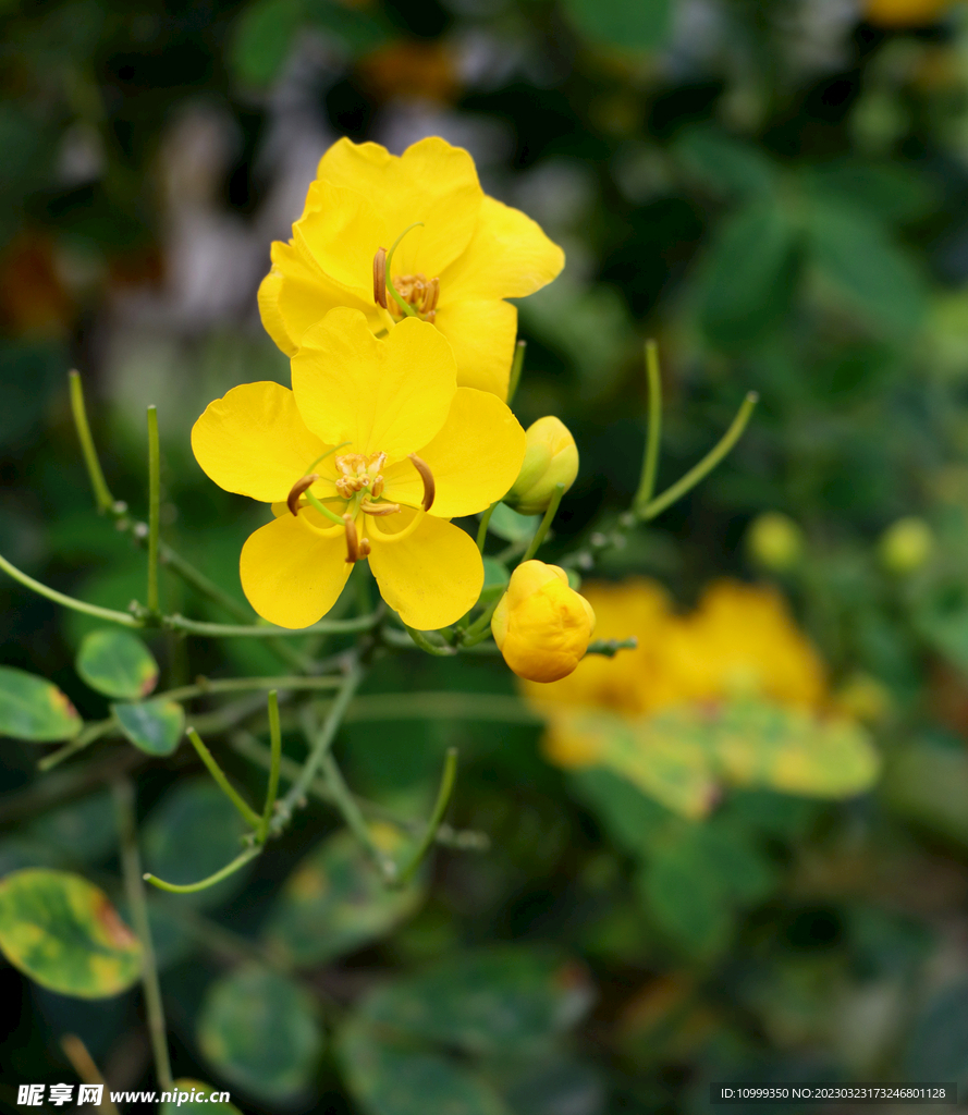 黄槐决明花