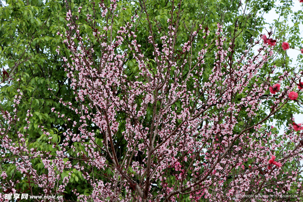 桃花盛开