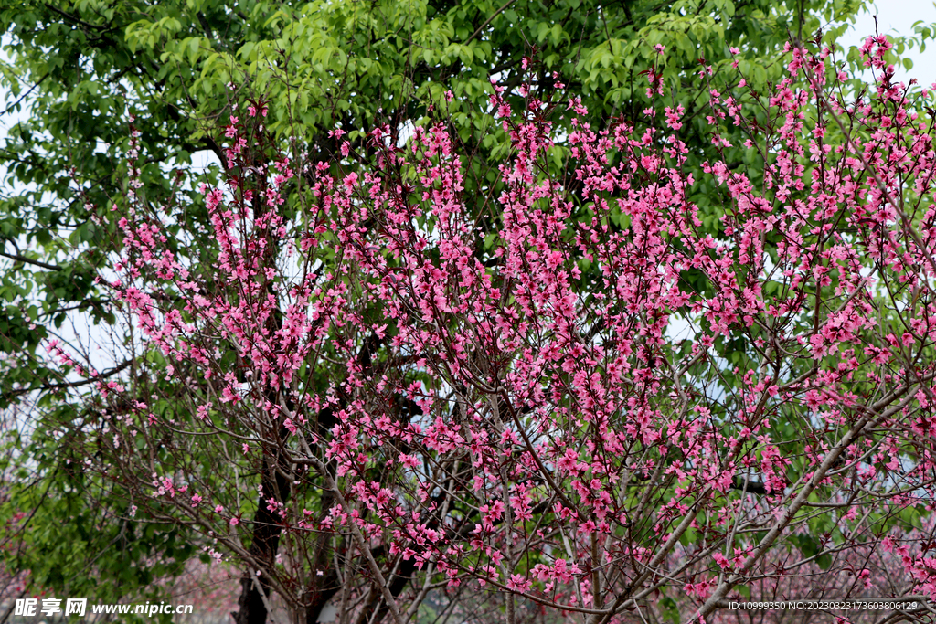 桃花盛开