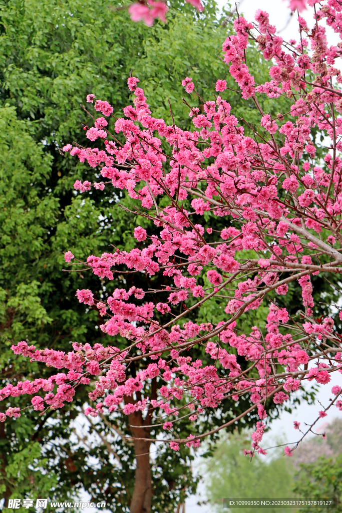 桃花盛开