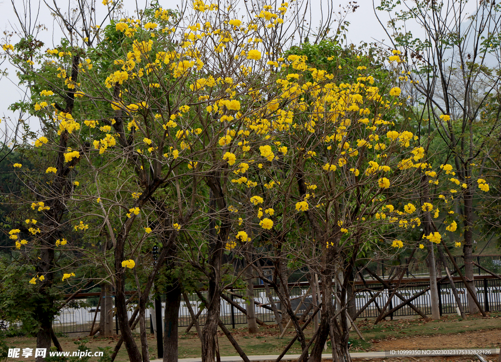 风铃花