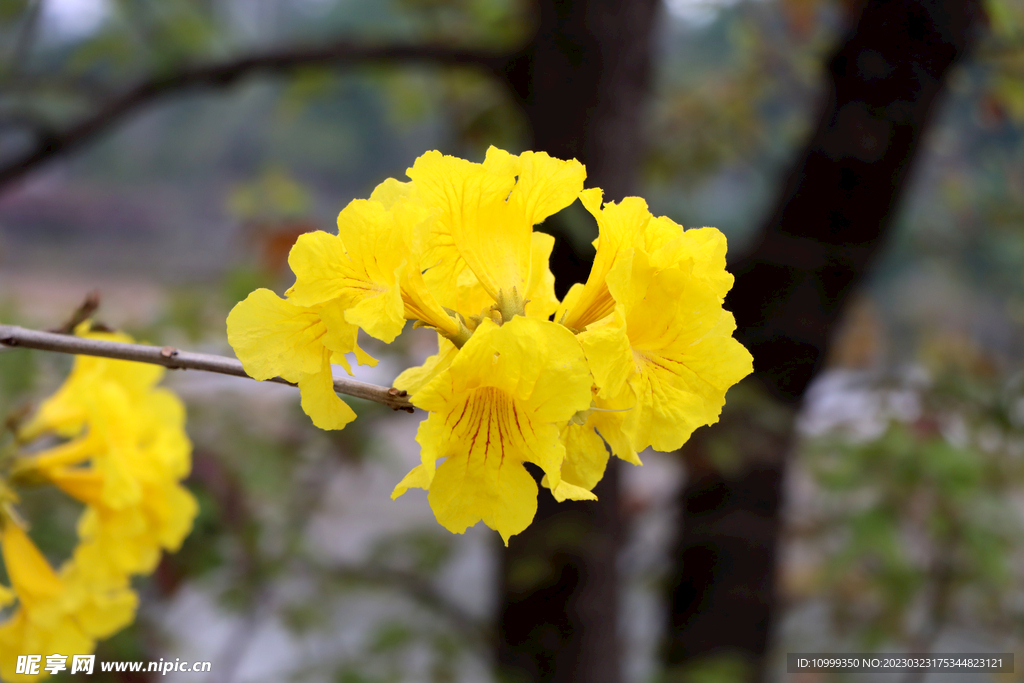 风铃花