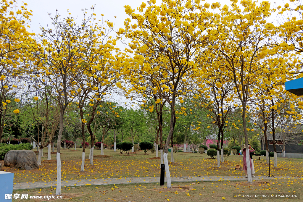 风铃花