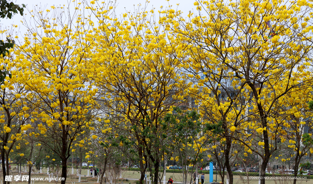 黄风铃花