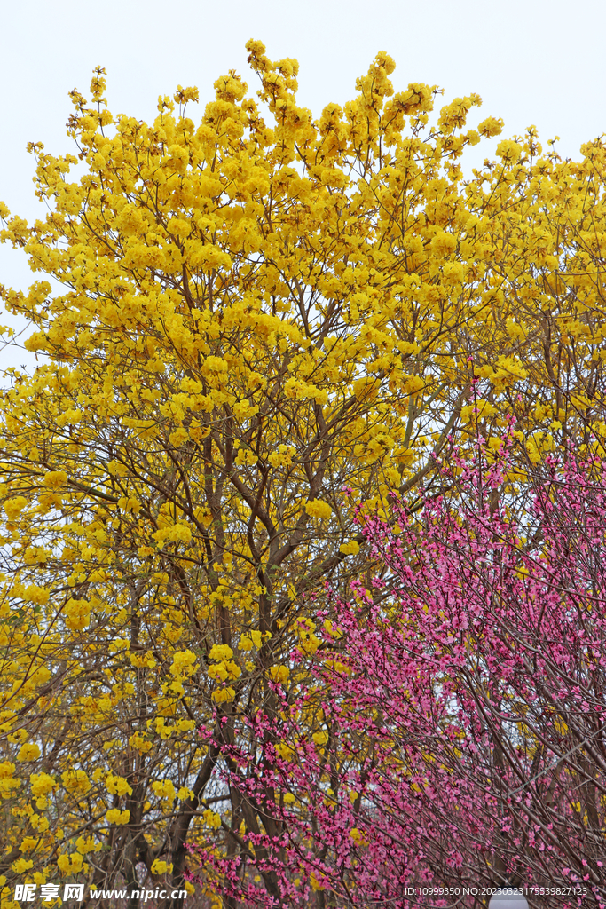 黄风铃花