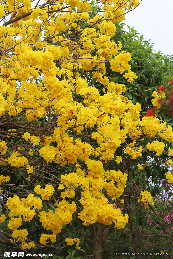 风铃花