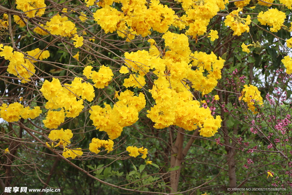黄风铃花