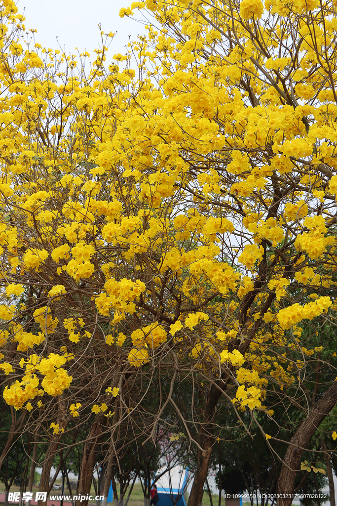 风铃花
