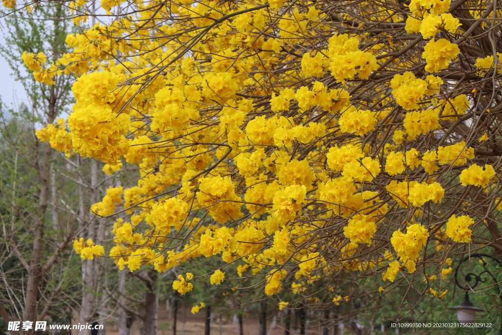 风铃花