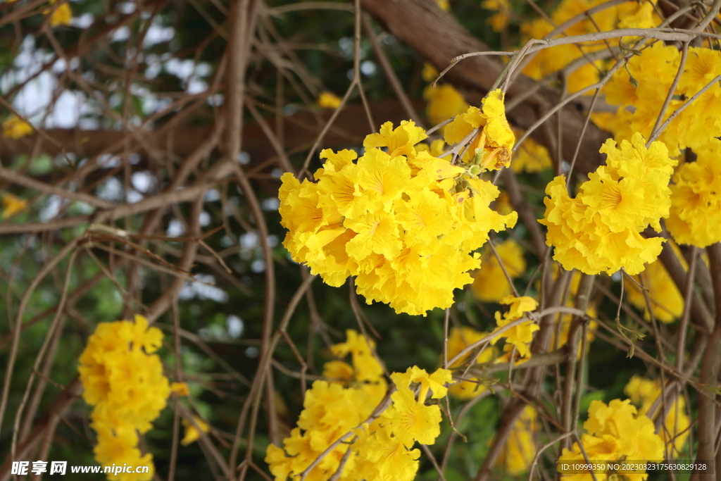 风铃花