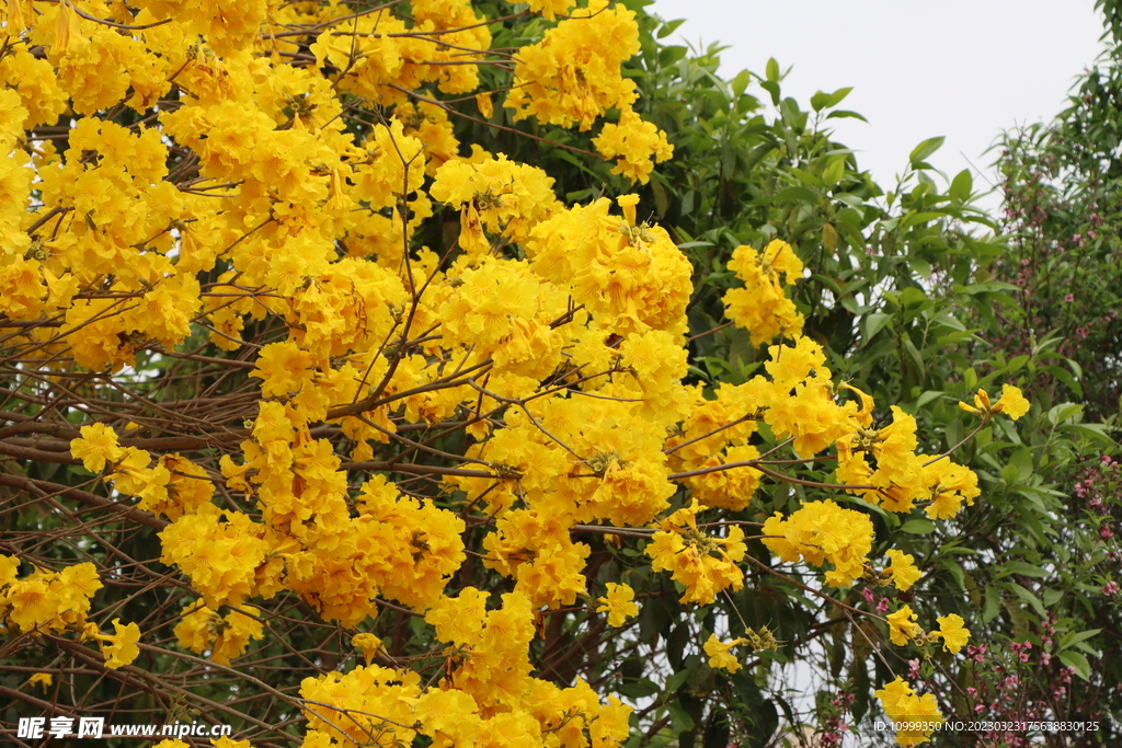 风铃花