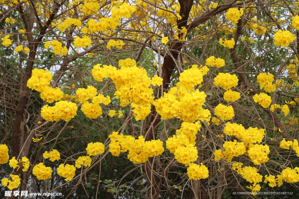 风铃花