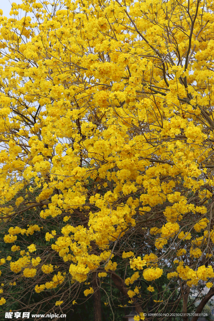 风铃花