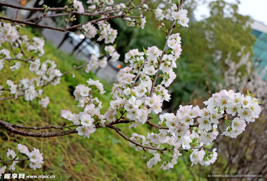 李子花