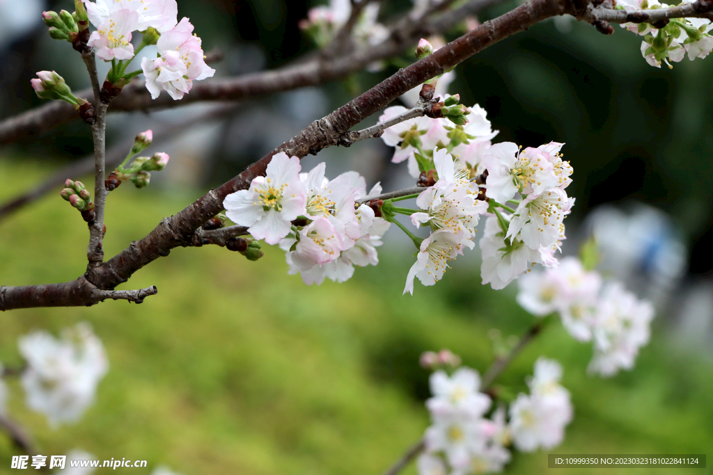 李子花