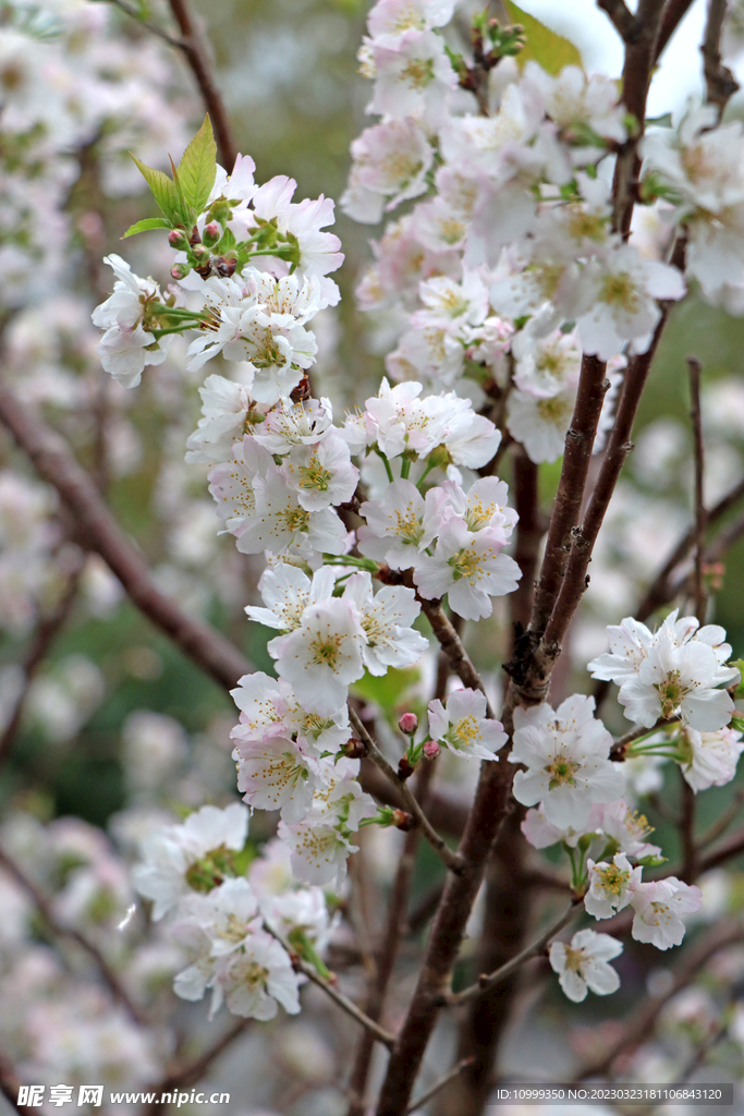 李子花