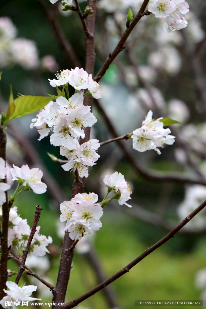 李子花