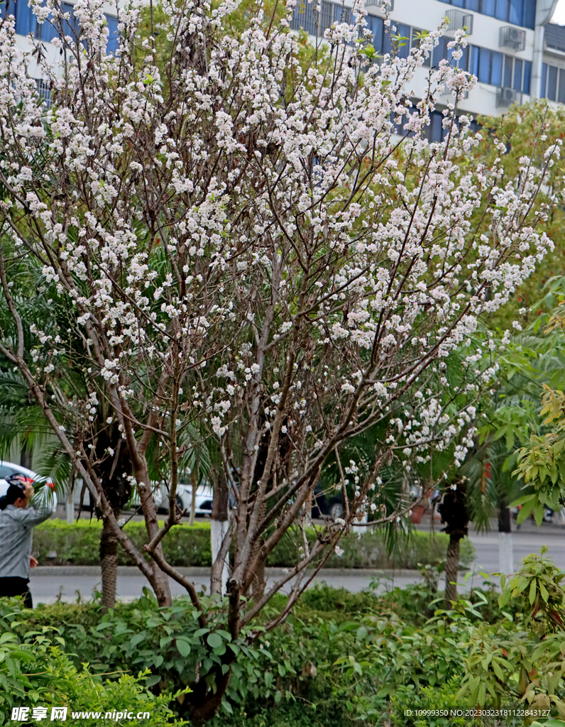 李子花