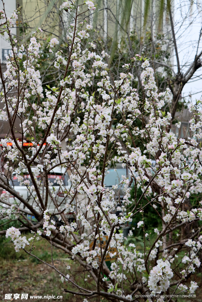 李子花