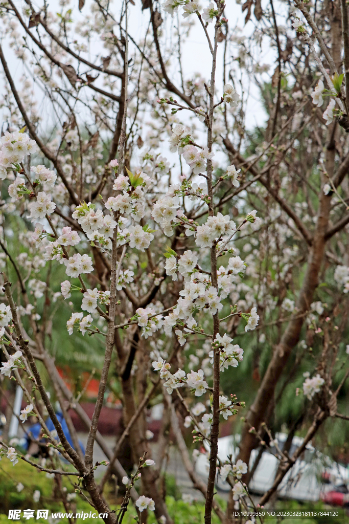 李子花