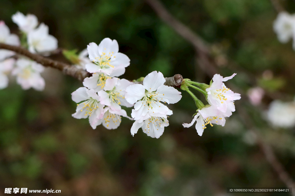 李子花