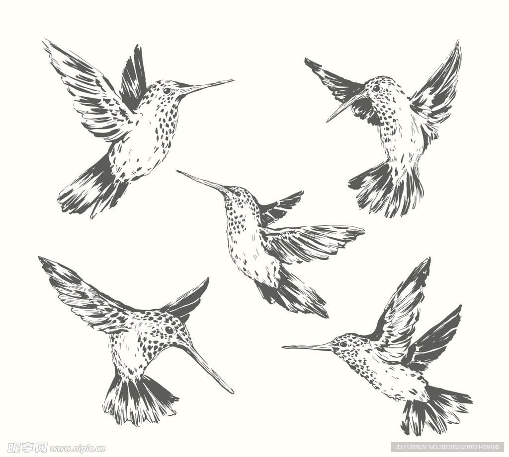 蜂鸟插画