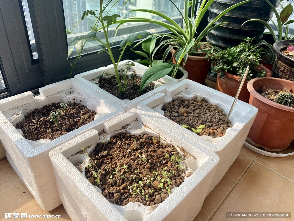 小阳台植物