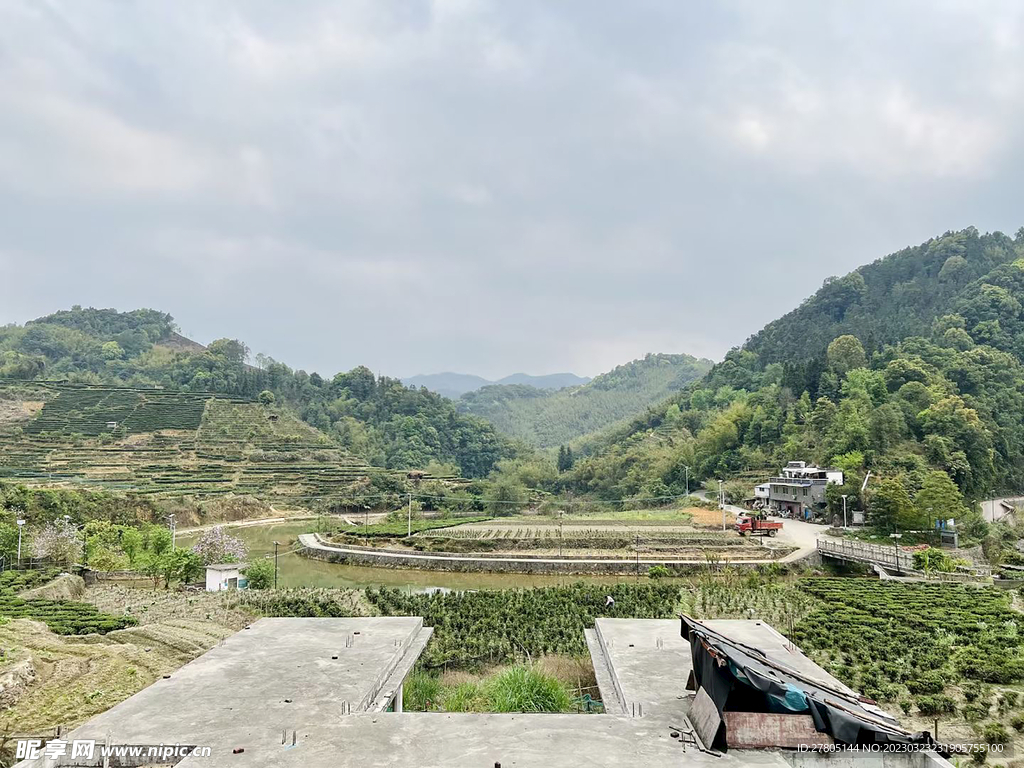 茶林