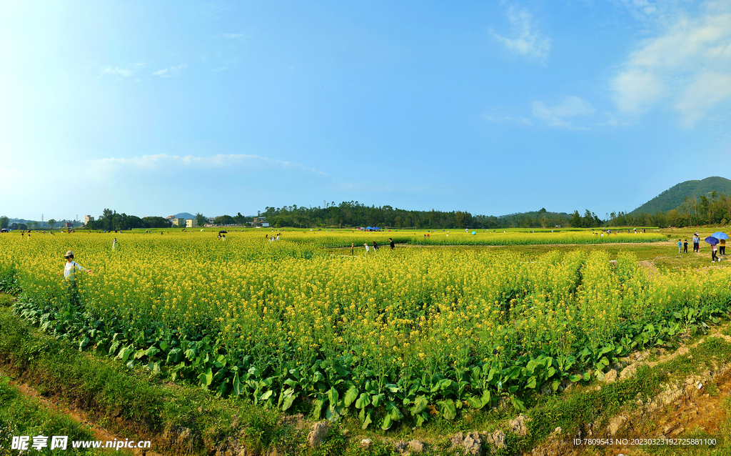 油菜花风景