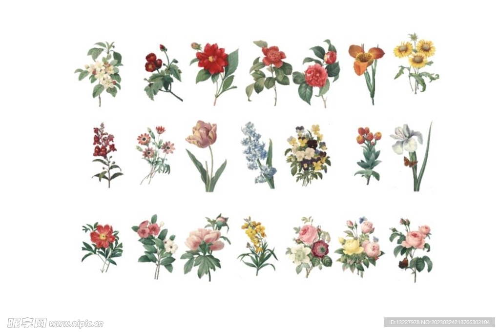 手绘鲜花 