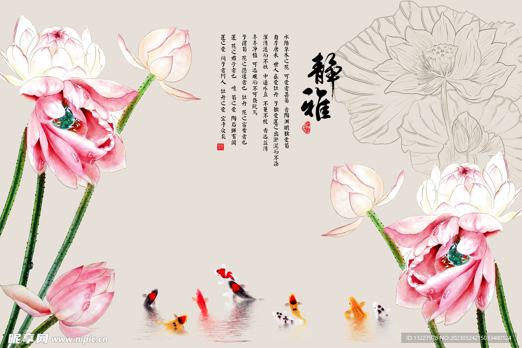荷花 静雅