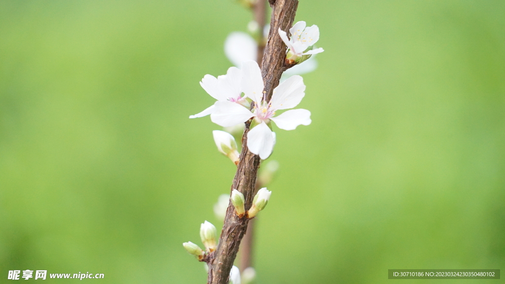 樱桃花