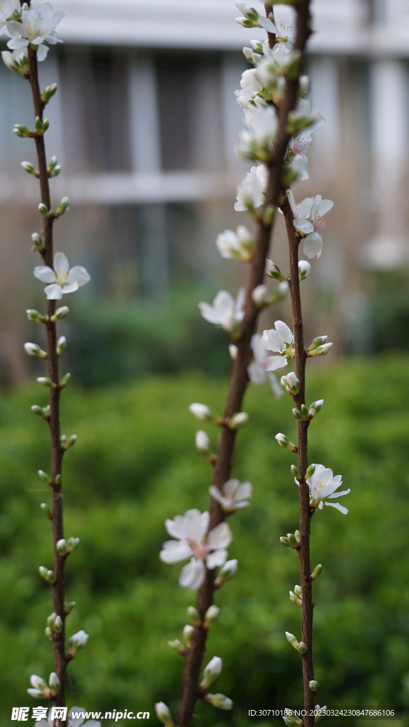 樱桃花