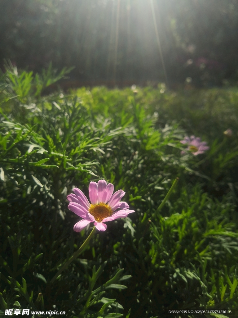 花摄影